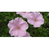 Geranium sanguineum'Striatum'