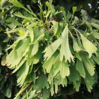 Ginkgo biloba'Saratoga' 