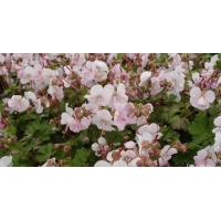 Geranium cantabrigiense'St Ola'