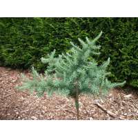 Larix kaempferi'Little Mushroom' 