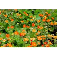 Geum coccineum'Borisii'