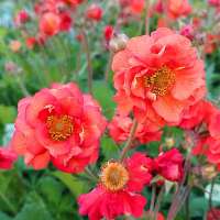 Geum'Fiery Tempest'
