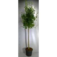 Ginkgo biloba'Autumn Gold' 