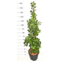 Ginkgo biloba'Fastigiata Blagon' 