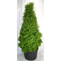 Ginkgo biloba'Fastigiata Blagon' 