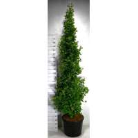 Ginkgo biloba'Fastigiata Blagon' 