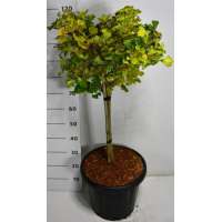 Ginkgo biloba'Mariken' 