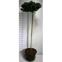 Ginkgo biloba'Mariken' 