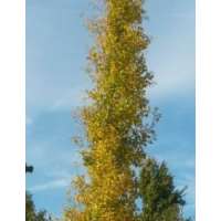 Ginkgo biloba'Denise' 