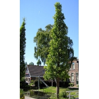 Ginkgo biloba'Fastigiata' 