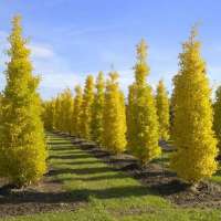 Ginkgo biloba'Blagon' 