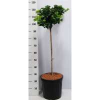 Ginkgo biloba'Mariken' 