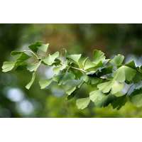 Ginkgo biloba 