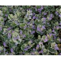 Glechoma hederacea'Variegata'