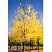 Gleditsia triacanthos'Skyline' 