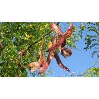 Gleditsia triacanthos'Elegantissima' 