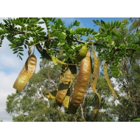 Gleditsia triacanthos 
