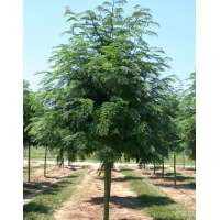 Gleditsia triacanthos'Skyline' 