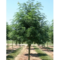 Gleditsia triacanthos'Skyline' 