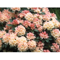 Rhododendron yakushimanum'Golden Torch' 