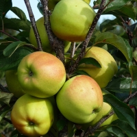 Appel'Golden Delicious' 