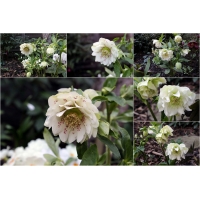 Helleborus orientalis'Double Ellen White Spotted'