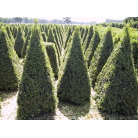 Buxus sempervirens pyramide 