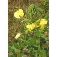 Oenothera'African Sun'