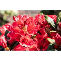 Rhododendron yakushianum'Vollblut' 