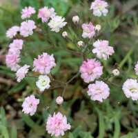 Gypsophila'Jolien'