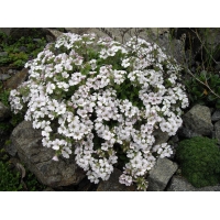 Gypsophila cerastioides