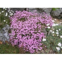 Gypsophila repens'Rosea'