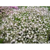 Gypsophila repens'Filou White'