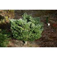 Abies koreana'Silberperle' 