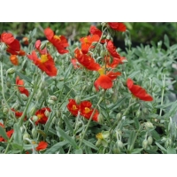 Helianthemum hybride'Henfield Brilliant'