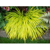 Hakonechloa macra'All Gold'