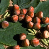 Hazelnoot (Corylus'Halle'sche Riesen') 