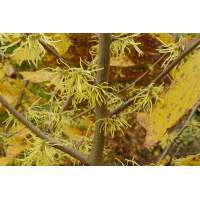 Hamamelis virginiana 