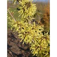 Hamamelis mollis 