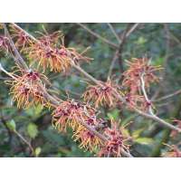 Hamamelis intermedia'Jelena' 