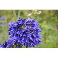 Agapanthus'Hanneke' 