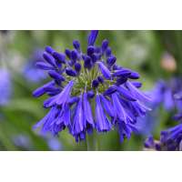 Agapanthus'Hanneke' 