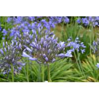 Agapanthus'Hannover' 