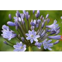 Agapanthus'Hannover' 