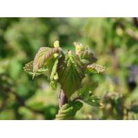 Corylus avellana'Medusa' 