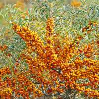 Hippophae rhamnoides'Hergo' 