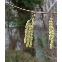 Corylus sinensis 