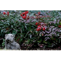 Nandina domestica'Harbour Dwarf' 