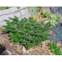 Abies fargesii'Headfort' 