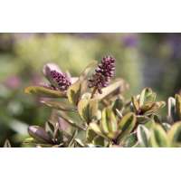 Hebe Addenda'Tricolor' 